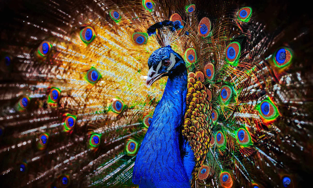 Pavo real colorido con cristales