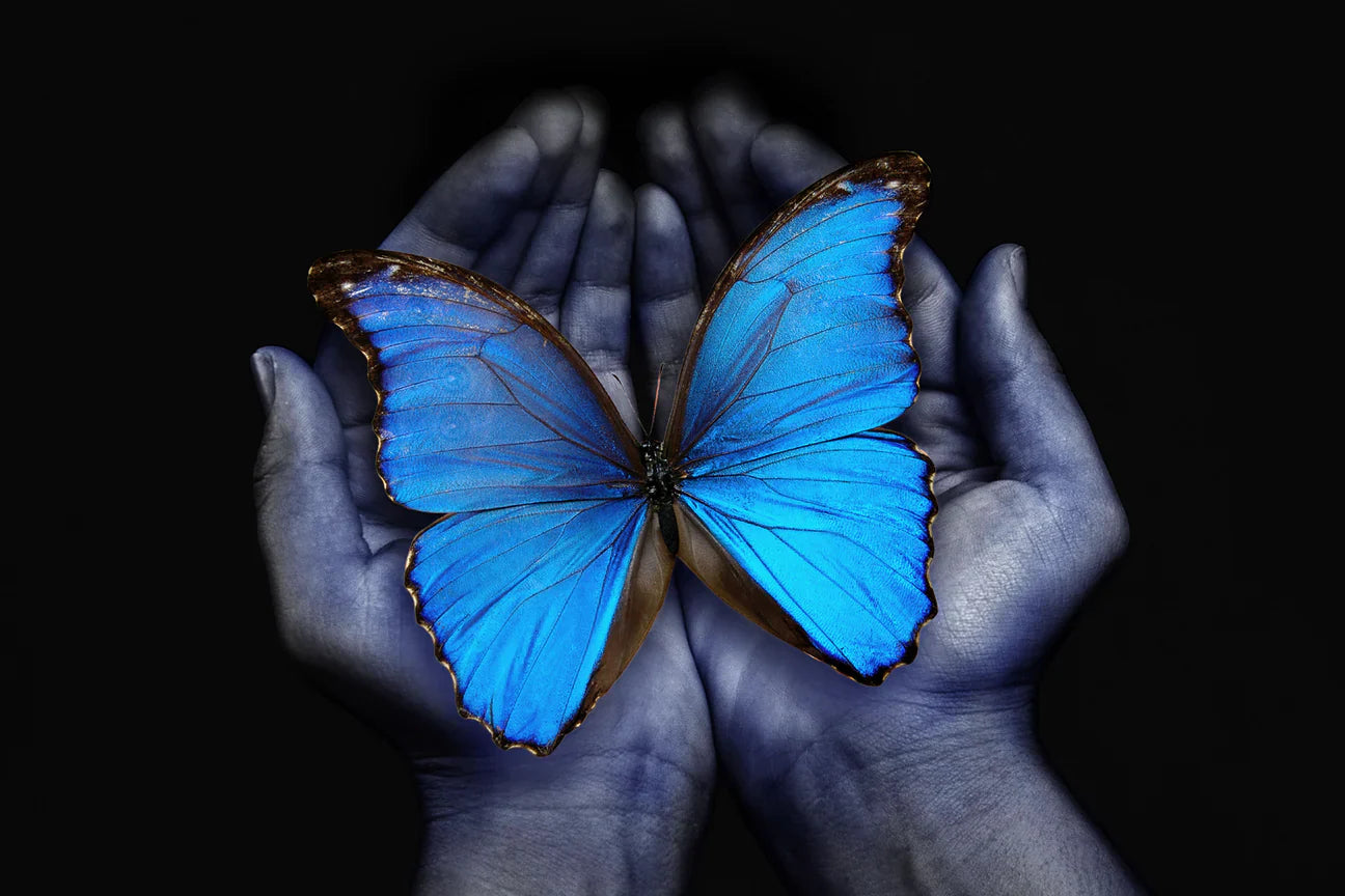 Manos Sosteniendo Mariposa