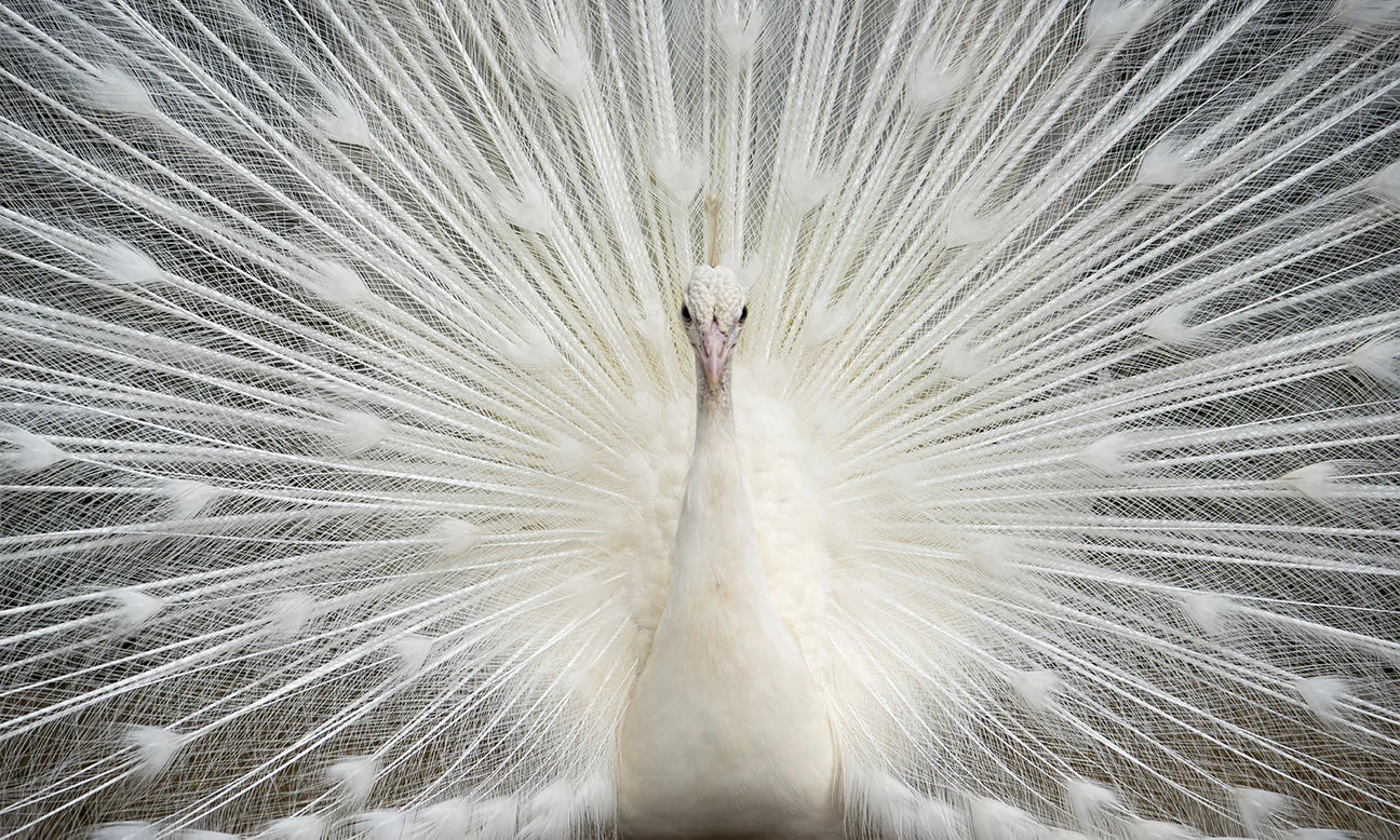Pavo real blanco con cristales
